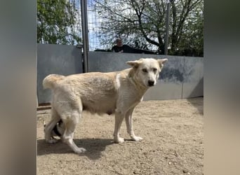 Wunderschöne BLUE, Hündin, 2 Jahre, 54 cm, Mischling, Tierschutz