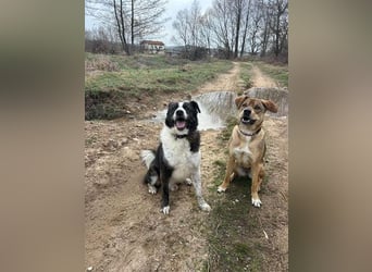 Marta - weiblich, kastriert - Hundepension in Kostenets
