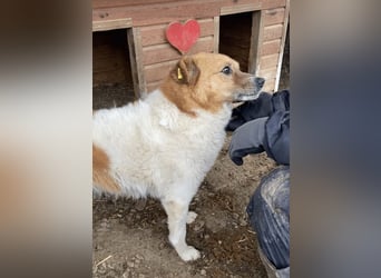 ♥FRIDO♥ sanfter, sehr menschenbezogener, geduldiger Rüde 51 cm