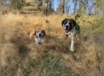 Sennenhund-Mischling