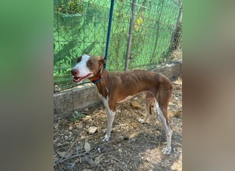 LOLA-die sanfte Schokopodenca auf der Suche nach ihrem Für-immer-Zuhause