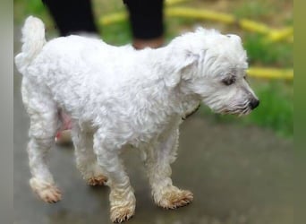 Marley 2, Malteser-Mischling