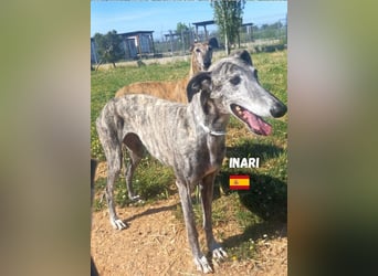 Inari,geb.06/19,schüchternes Galgo Mädel sucht ihre Familie