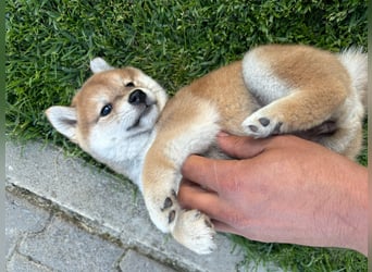 Shiba inu Welpen mit Papieren, Transport möglich!