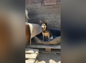 Herzliche Romy möchte endlich ankommen