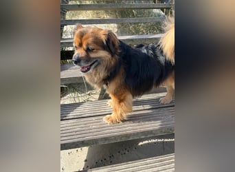 Maks – klein, aber oho! (44869 Bochum)