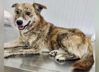 Simba sucht jemanden zum Kuscheln