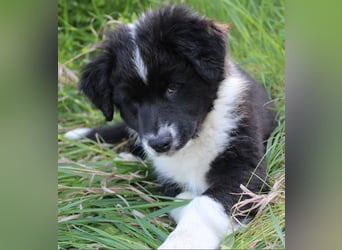 Australian Shepherd Welpe (reinrassig)