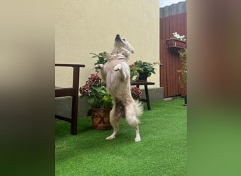 Gino SR – Sanfter Spitz-Rüde mit Herz sucht liebevolles Zuhause