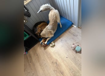 Süßer Cody(1 Jahr/53 cm/15 kg) sucht liebevolles Zuhause