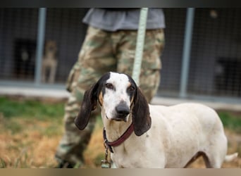 Mila - sanftes Jagdhundherz sucht sportliches Zuhause