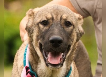 LOTTIE❤️HSH-Mix-Hündin: eine wahre Frohnatur und treue Begleiterin