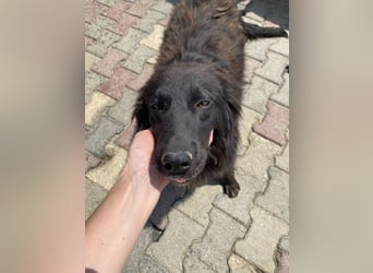 Polly sucht ab November ein zu Hause oder eine Pflegestelle