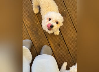 Ttabong - Bichon Frise zum verlieben <3 kleiner Charmeur