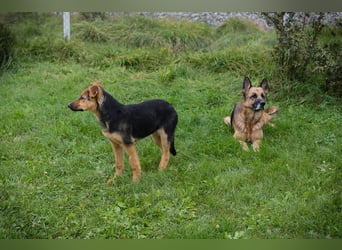 Tina: Traumhund sucht Traumzuhause