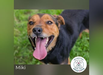 Miki: Liebenswerter Gefährte wartet