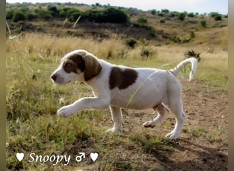 Susi und Snoopy suchen ein Zuhause