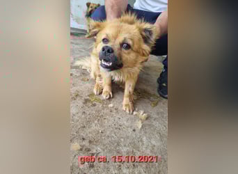 Sly, 3 ½ jähriger Bub, klein, schüchtern, sozial, interessiert