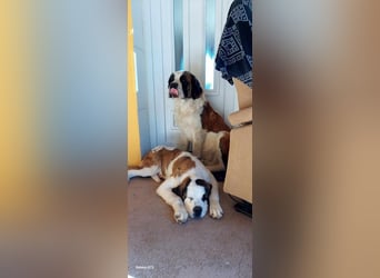 Mira sucht eine neue Familie…freundlich und aktiv