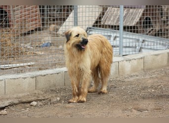 Nori, Briard-Gos d atura Mix Bube sucht ländliches Körbchen