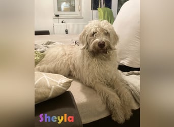 Goldendoodle & Labradoodle Labrador+Golden+Retriever+Pudel Welpen