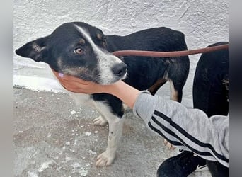 Sarabi, schüchterne junge Lady, sucht wie ihre Geschwister ein Zuhause
