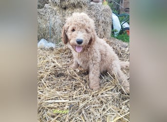 Wunderschöne Labradoodle Welpen, dürfen jetzt ausziehen!
