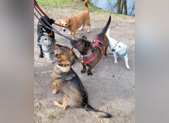 Bully sucht seine Menschen