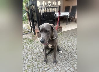 Deutsche Dogge