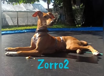 Zorro2 geb. 02/2025 (in Deutschland) - lebensfroher, aktiver Podenco-Bodeguero-Mix Welpe!