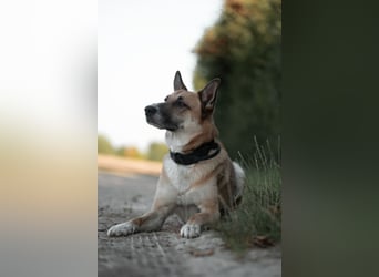 Mica – Abenteurer mit Herz sucht erfahrenes Zuhause