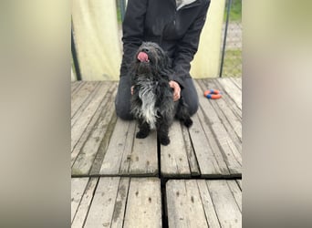 Kiki-LM, ein kleiner Schatz sucht Geborgenheit
