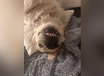 Golden Retriever Mädchen