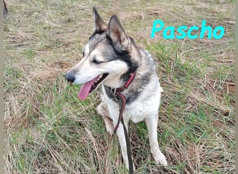 Pascho 03/2022 - energiegeladener und lernwilliger Husky (Mix) sucht sportliche Rasseliebhaber!