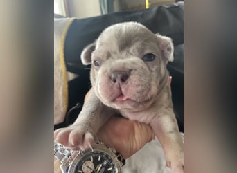 Süsse Französische Bulldoggenbabies sind da! Abgabe ca. Anf. Juli