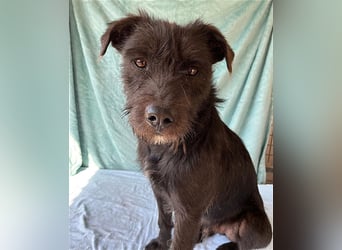 ❤️ RANDY mit den traurigen Augen - 1 Jahr, 45cm/15kg - Schnauzer-Mix