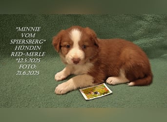 Border Collie-Welpen , black-,choco-,red-white und red-,black-merle