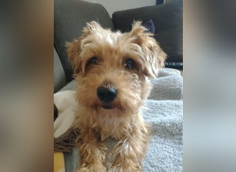 Bommel, Havaneser-Mix, Rüde, ca. 2 Jahre, ca. 30 cm, -NOTFALL-