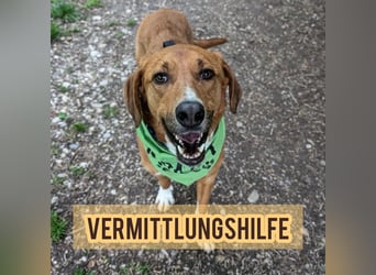 Vermittlungshilfe für Bronte ❤️
