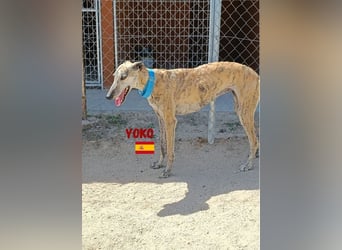 Yoko,geb.09/2020,ruhiges,unkompliziertes Galgo Mädel sucht ihre Familie
