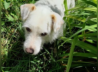 BENNY sucht ein Zuhause