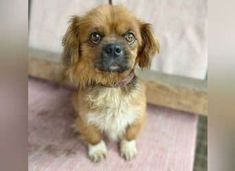 ❤️ kleiner Herzensbrecher PADDY - 8 Jahre, 30cm/8kg - Pekinese
