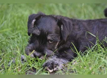 Zwergschnauzer Welpe schwarz silber  darf sofort ins neue Zuhause