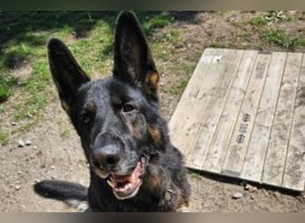 Dringend!!!, Hektor, ein Deutscher Schäferhund auf der Suche nach einem Zuhause