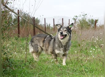 Mischa sucht ein neues Zuhause