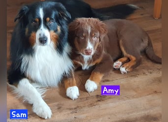 Australian Shepherd Welpen bald abgabebereit!