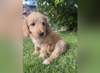 Aussiedoodle / Aussiepoo  F1b