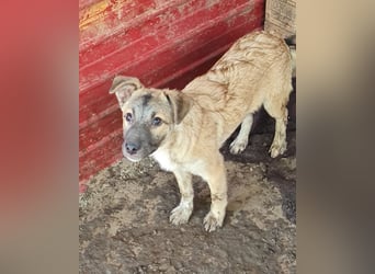 Wastl, 1 1/3 jähriger  Bub,  mittelgroß, verspielt, offen, neugierig, Flausen im Kopf