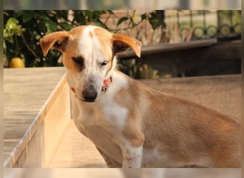 Sophie, unkomplizierte, liebevolle Hündin