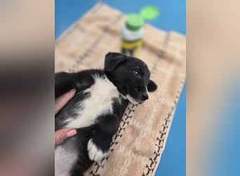 Reacher - tapferer Hundejunge